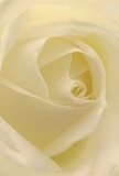 Let your imagination settle into the delicate core of a creamy white rose, where soft petals unfurl in spirals-each one whisper-thin and dew-kissed as a Hemel Hempstead morning along the River Gade. The composition evokes a tactile sensation of supple silk, brushed quietly by cool air, while the gentle play of light and shadow adds a serene dimension to the flower's form. Throughout this intimate arrangement, a calm sense of peace prevails, mirroring the solace often found while strolling Bunkers Park at dawn. For moments demanding solace, admiration, or hopeful new beginnings, such a rose is chosen by caring florists in Hemel Hempstead who understand the language of gentle beauty. There is an understated, sweet fragrance, almost imperceptible but ever-present, capturing both the artistry of the florist and the heartfelt intention behind every thoughtful bouquet delivered across the community.